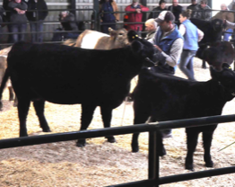 Senior Champion Female - Glenfiddich Sapphire with Glenfiddich Zeus ay foot - at the Galloway National Show