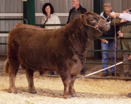 Grand Champion Bull - Glenfiddich Xanthus - at the Galloway National Show